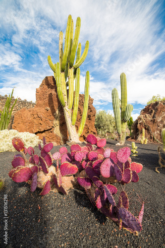 Opuntia Macrocentra in Jardin de Cactus,  Lanzarote, Canary Isla photo