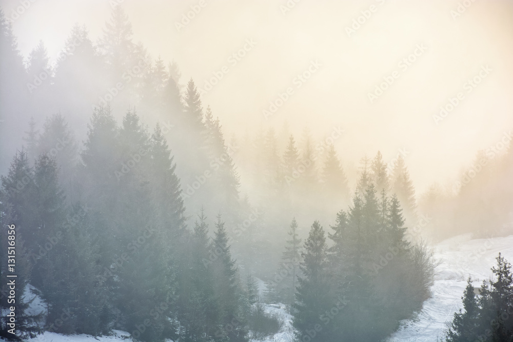 Naklejka premium fog in the spruce forest