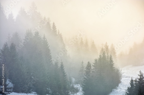 fog in the spruce forest