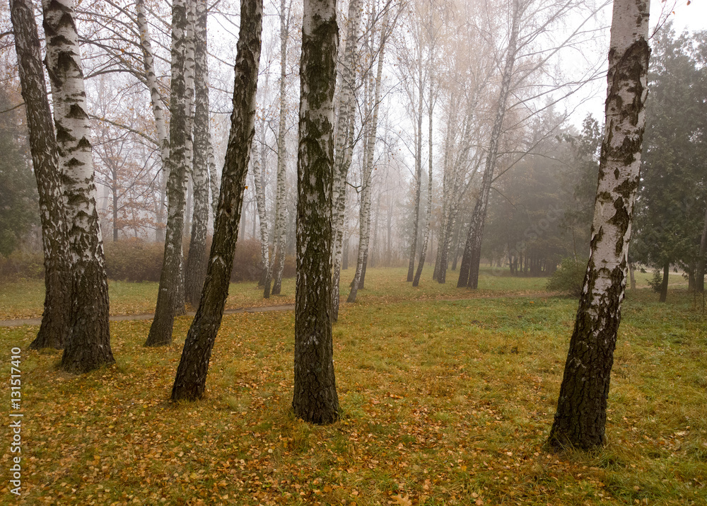 Fototapeta premium Autumn landscape.