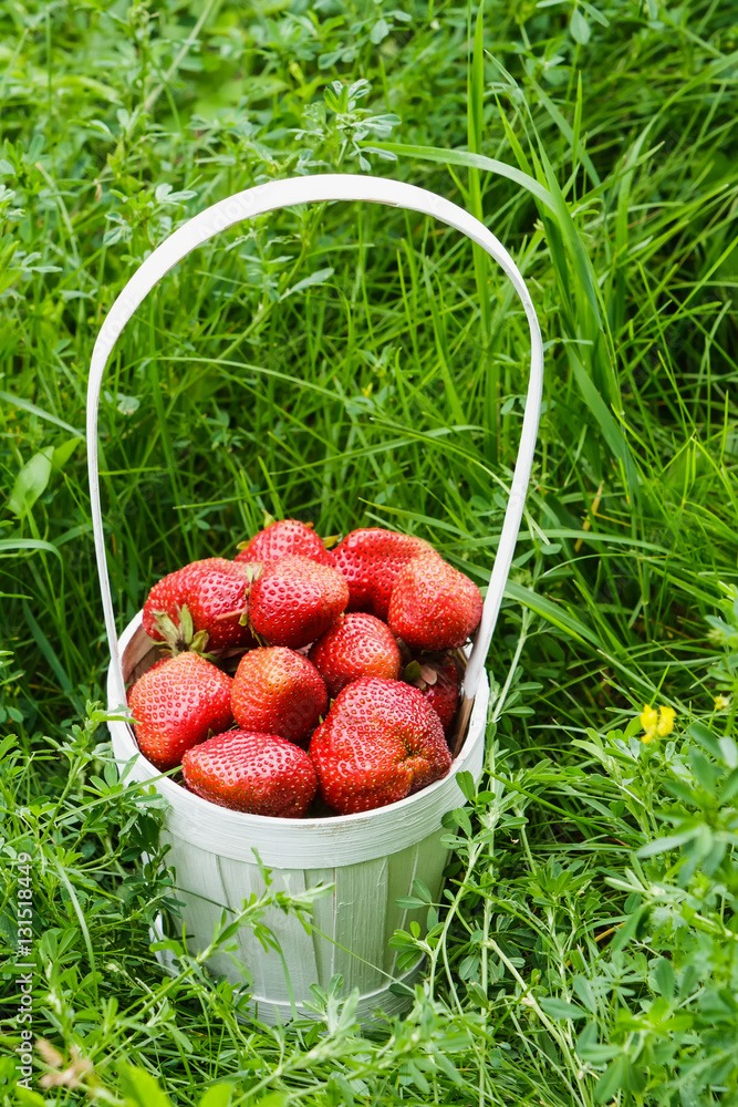 Basket with strawberries in the grass. Basket with strawberries in the grass.