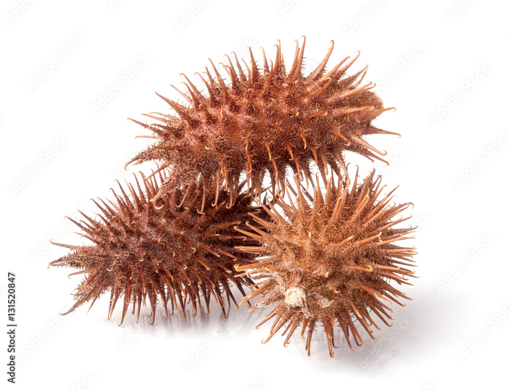 dry Xanthium strumarium isolated on white background has medicinal properties dry Xanthium strumarium isolated on white background has medicinal properties