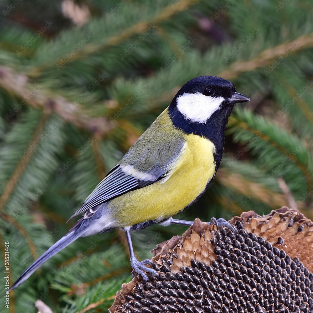 Fototapeta premium great tit and birdwatching in winter