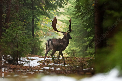 fallow deer, dama dama, czech republic