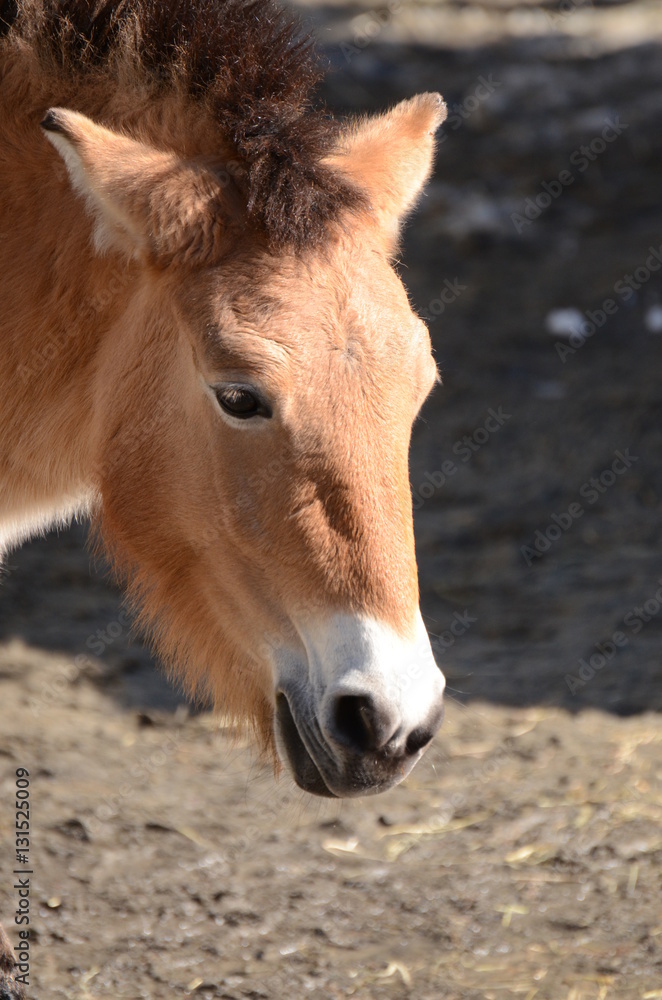 Fototapeta premium モウコノウマ