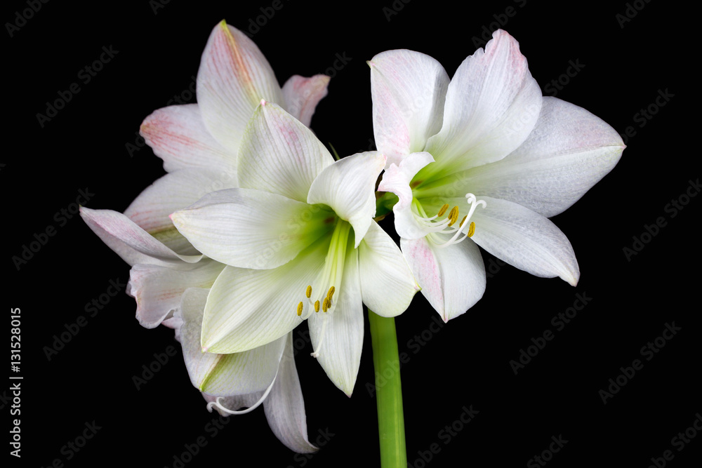 White amaryllis White amaryllis