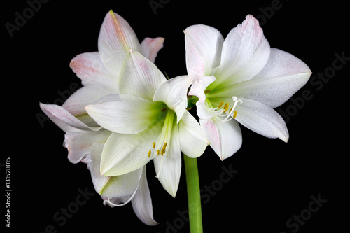 White amaryllis