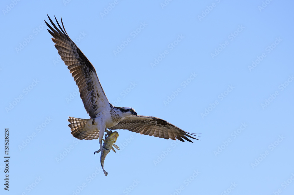 Obraz premium Osprey 