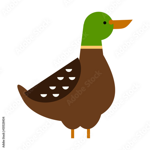 Drake duck vector illustration