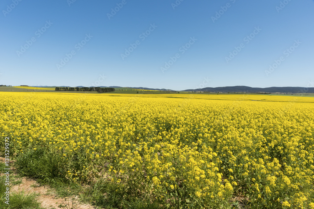 View across Canola field New South Wales Australia. View across Canola field New South Wales Australia.