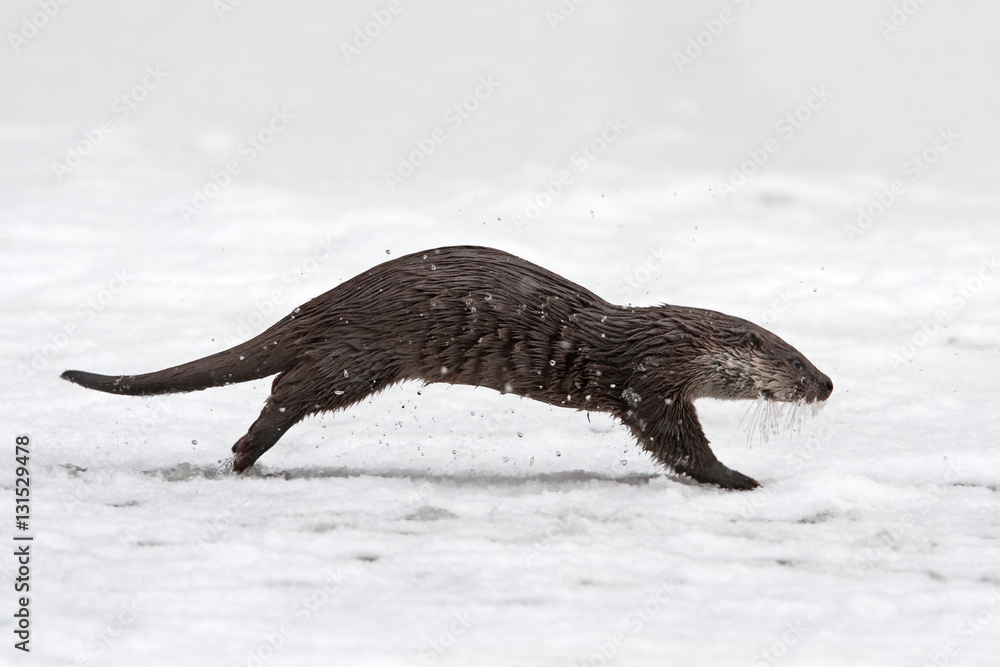 Fototapeta premium eurasian otter, lutra lutra, czech republic