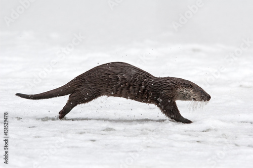 eurasian otter, lutra lutra, czech republic