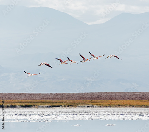 A flock of flamingos flying over salt lagoon near San Pedro de Atacama - Chile, South America