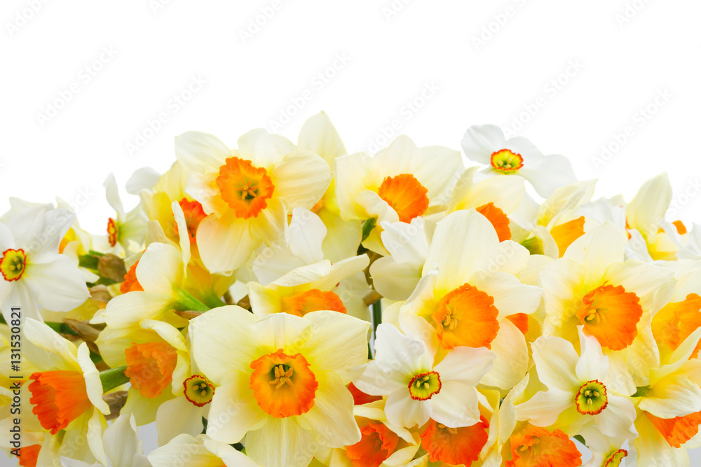 Fototapeta premium Fresh spring Light and dark yellow daffodils border isolated on white background