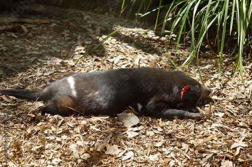 Tasmanian devil