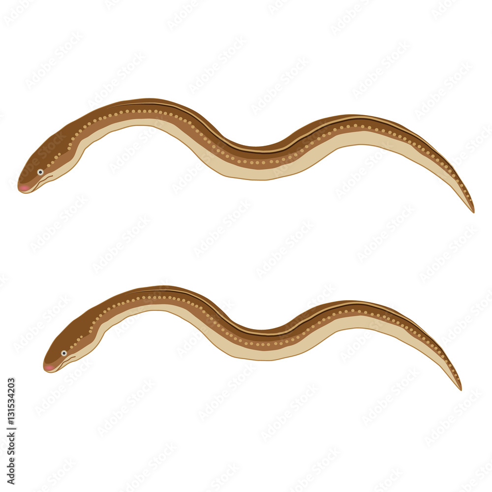 Fototapeta premium アナゴ