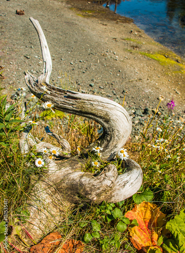 Driftwood and Daisies photo