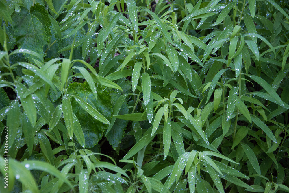 green wet green wet