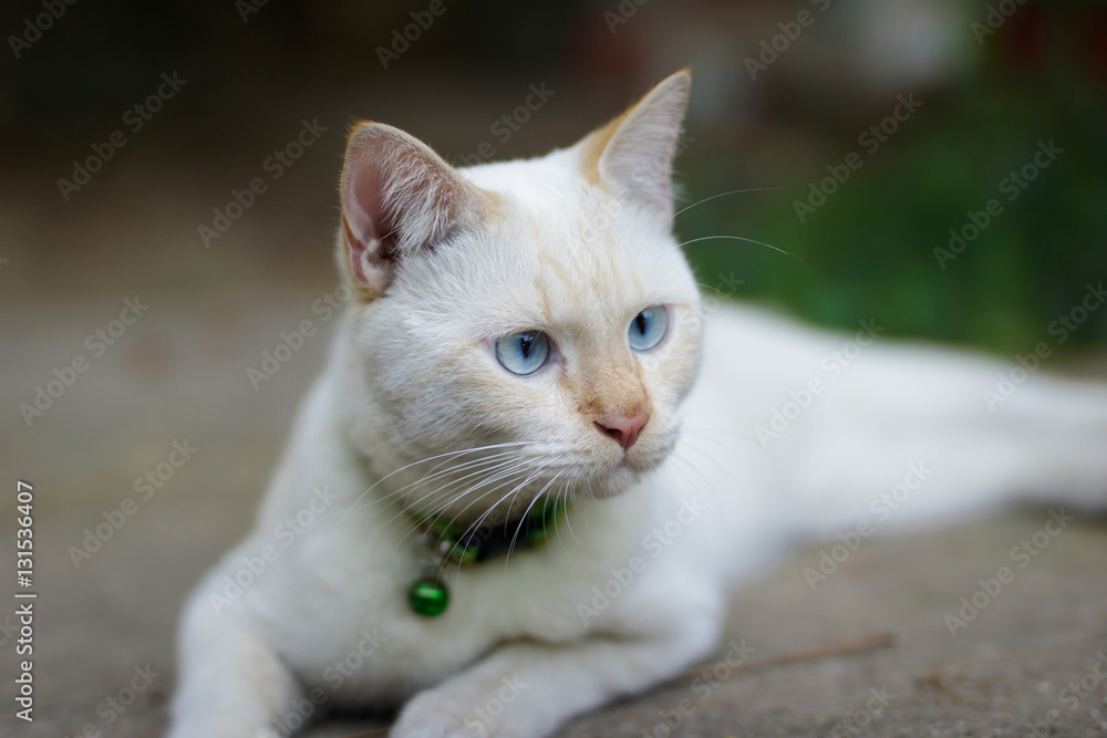 portrait of young white cat portrait of young white cat