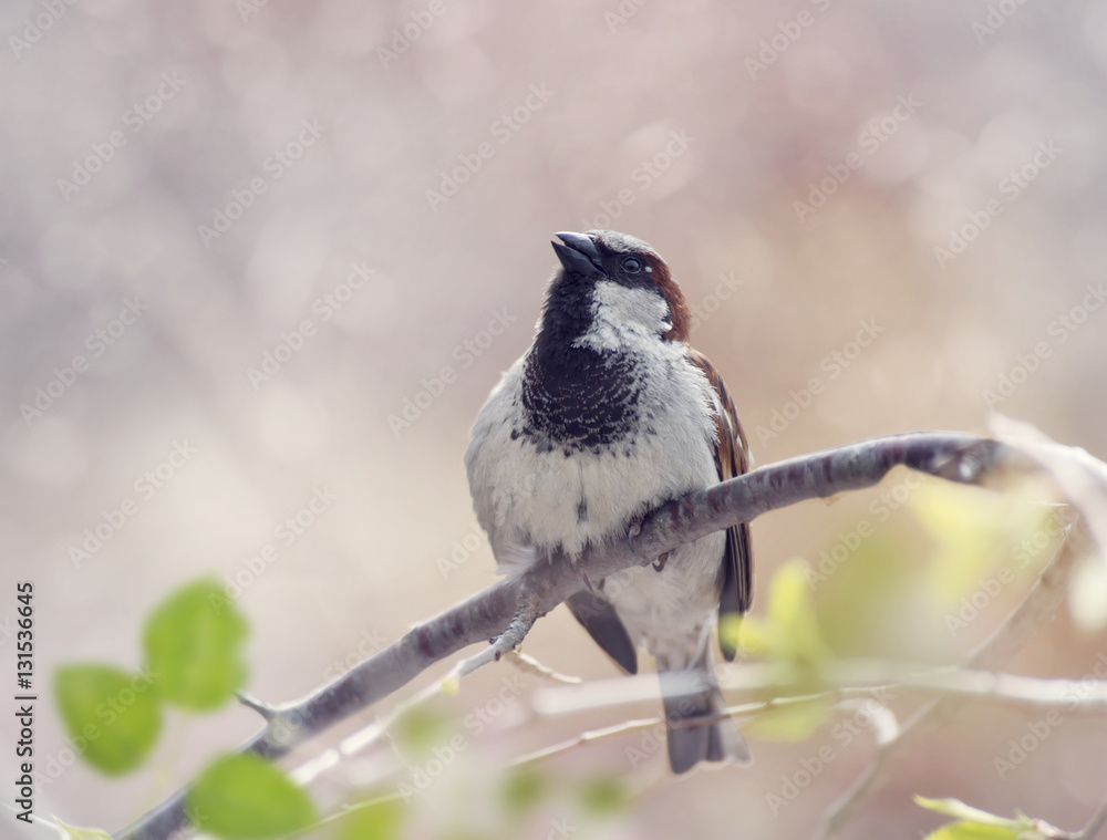 Naklejka premium House Sparrow Perched on a Branch