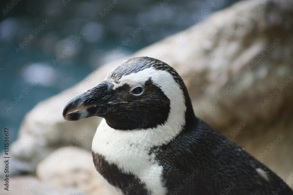 Obraz premium Penguin