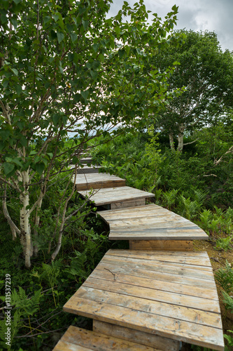 Wooden path in the Uzon Caldera. Kronotsky Nature Reserve