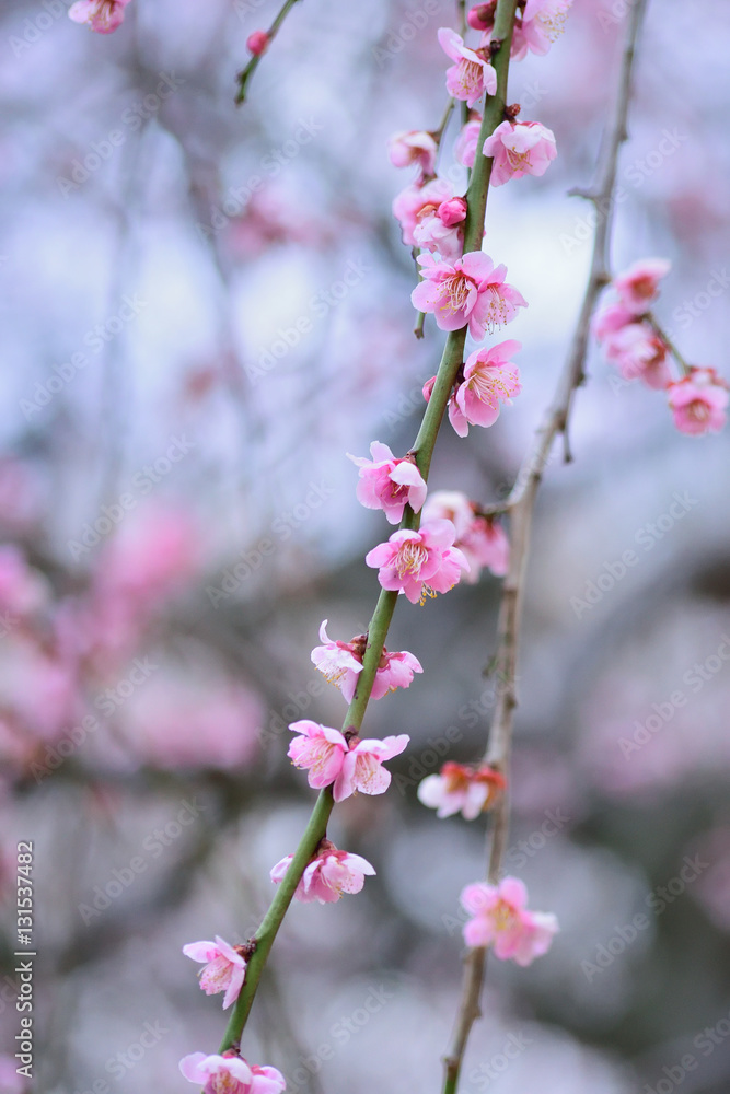 Pink colorful Japanese plum blossoms Pink colorful Japanese plum blossoms