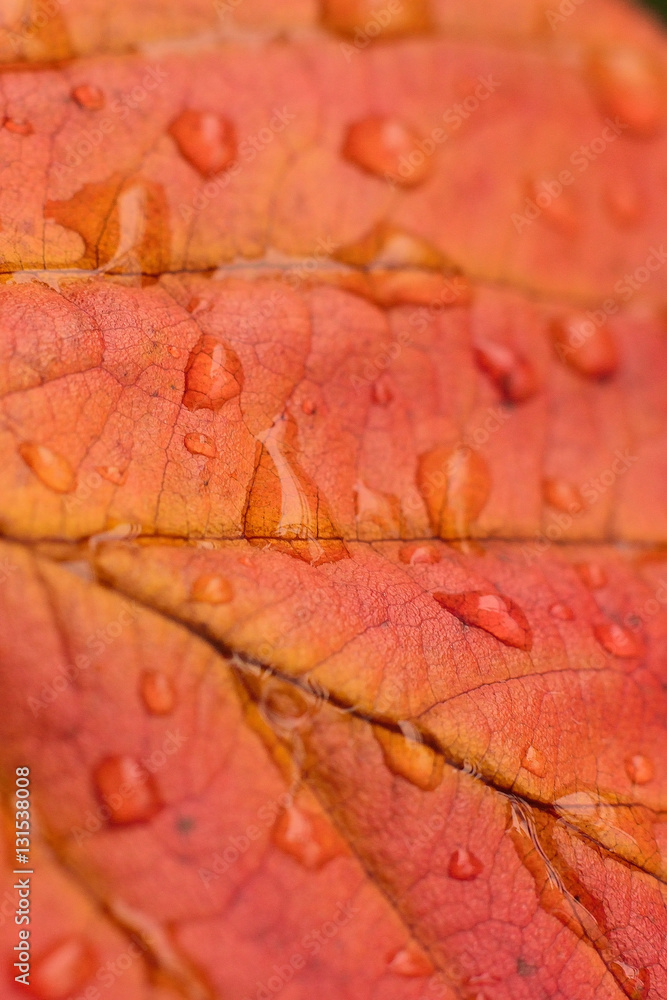 Fototapeta premium Red autumn leaf background with water drops in vertical frame