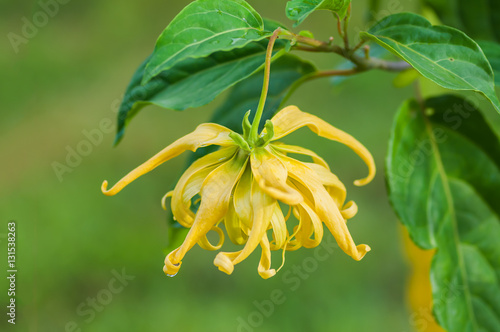 Ylang-Ylang flower on tree, for the manufacture of essential oil