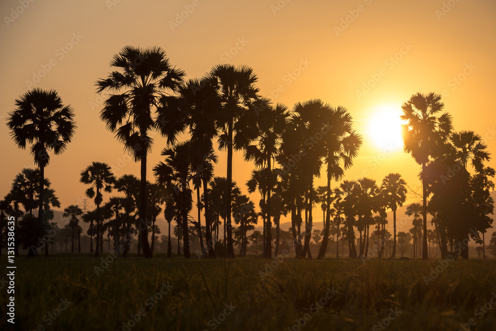 Green field or rice farm with sugar palms