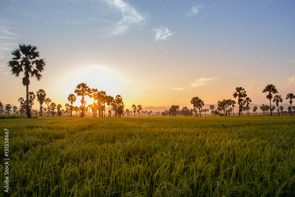 Green field or rice farm with sugar palms