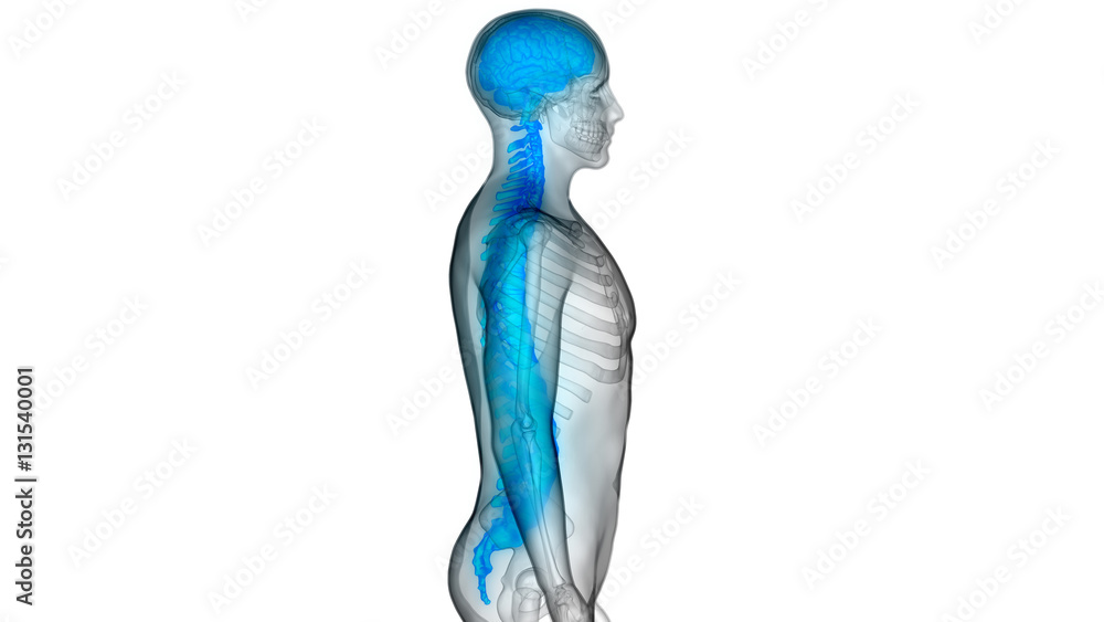 Brain With Spinal Cord Anatomy Stock Illustration | Adobe Stock