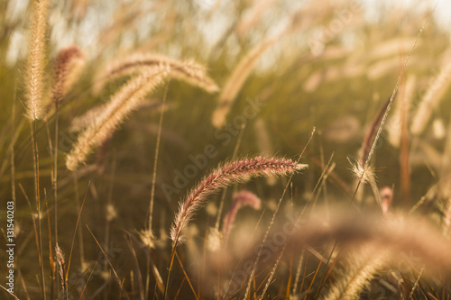 Red and golden grass
