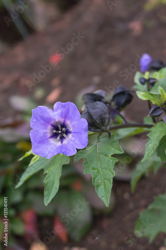 Nicandra physalodes  (shoo-fly plant) flower 
