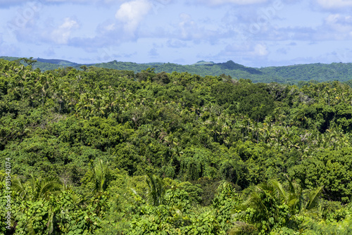 バベルダオブ島のジャングル