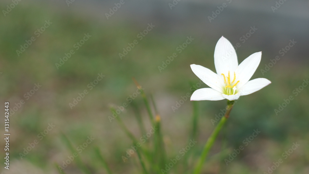 WHITE FLOWER WHITE FLOWER