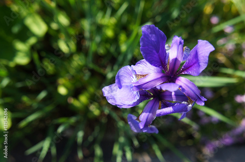 Fototapeta Naklejka Na Ścianę i Meble -  Blue iris flower in the grass 