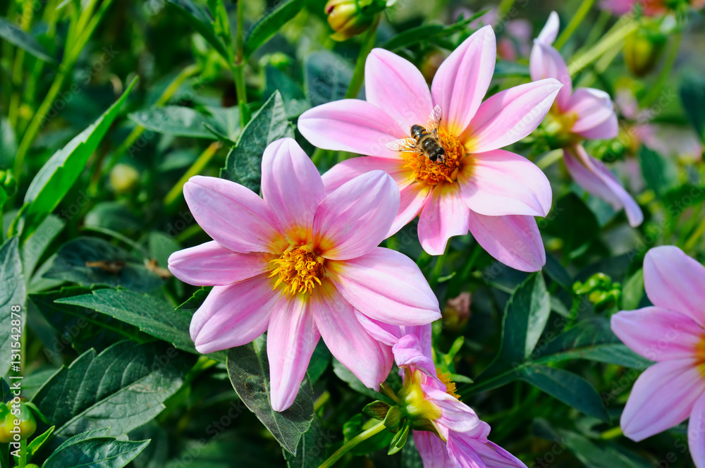 Dahlia, bee on a flower. Focus it on the flowers. Shallow depth Dahlia, bee on a flower. Focus it on the flowers. Shallow depth