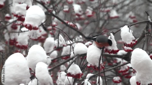 Bullfinch eat berries red rowan on the tree in snow winter day
