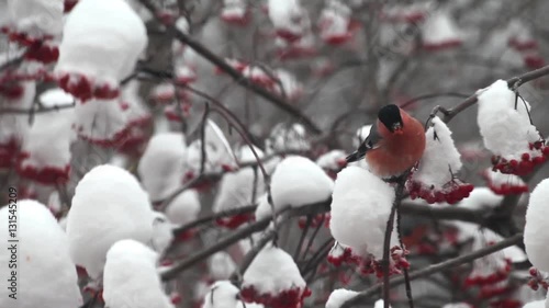 Bullfinch eat berries red rowan on the tree in snow winter day
