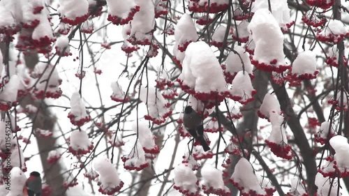 Bullfinch eat berries red rowan on the tree in snow winter day
