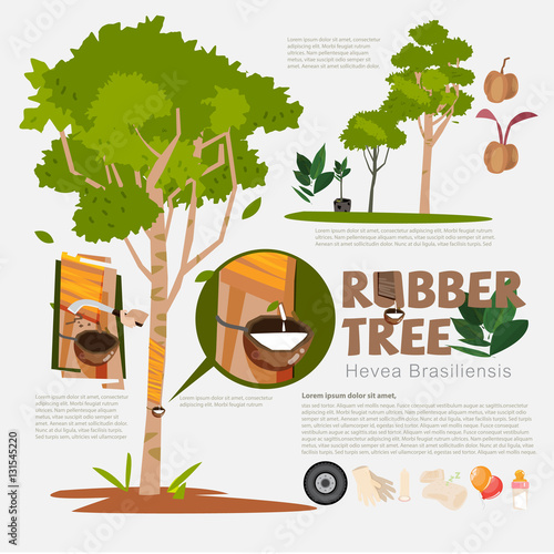 Rubber tree or Hevea brasiliensis with detail infographic elemen photo