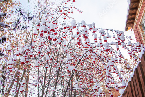 Winter landscape with berries of a mountain ash on a tree