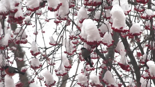 Bullfinch eat berries red rowan on the tree in snow winter day
