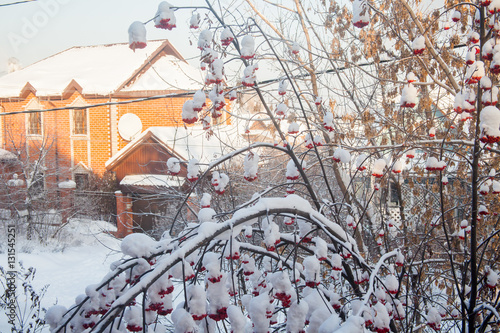 Winter landscape with berries of a mountain ash on a tree