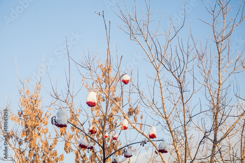 Winter landscape with berries of a mountain ash on a tree