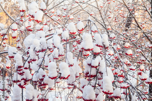 Winter landscape with berries of a mountain ash on a tree