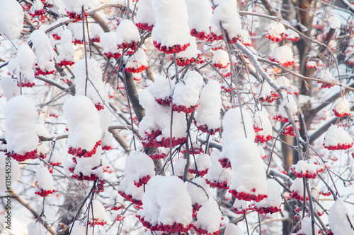 Winter landscape with berries of a mountain ash on a tree
