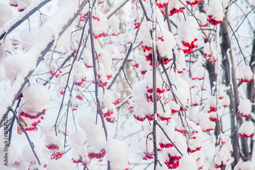 Winter landscape with berries of a mountain ash on a tree