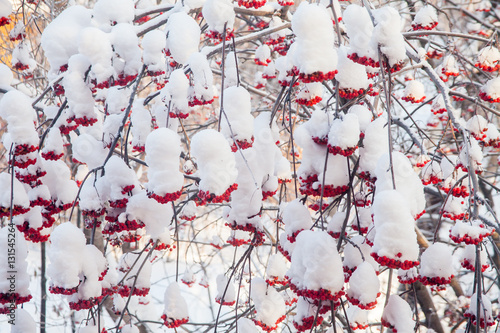 Winter landscape with berries of a mountain ash on a tree
